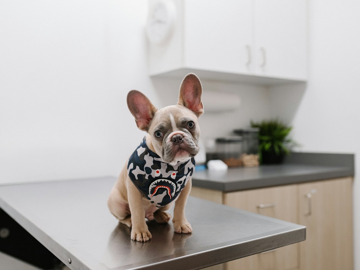 Perro pequeño con pañuelo sentado sobre una mesa